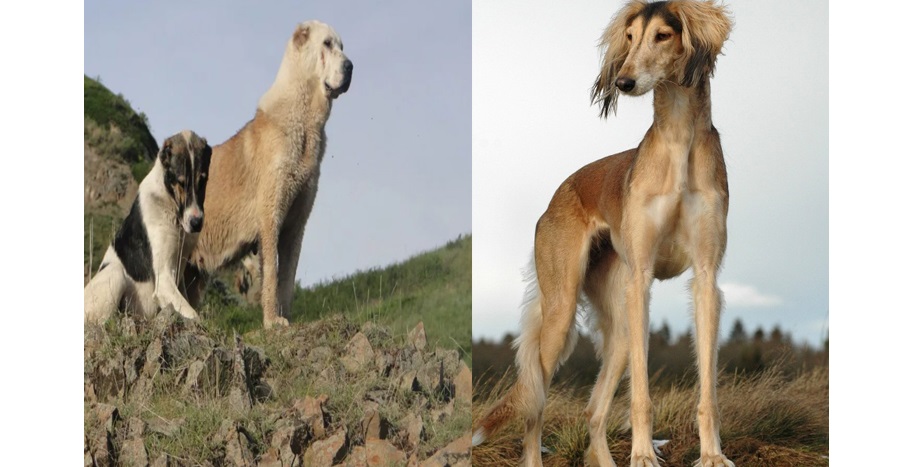 «Қазақ тазысы мен төбет күні»: Қазақстанда жаңа мереке пайда болды