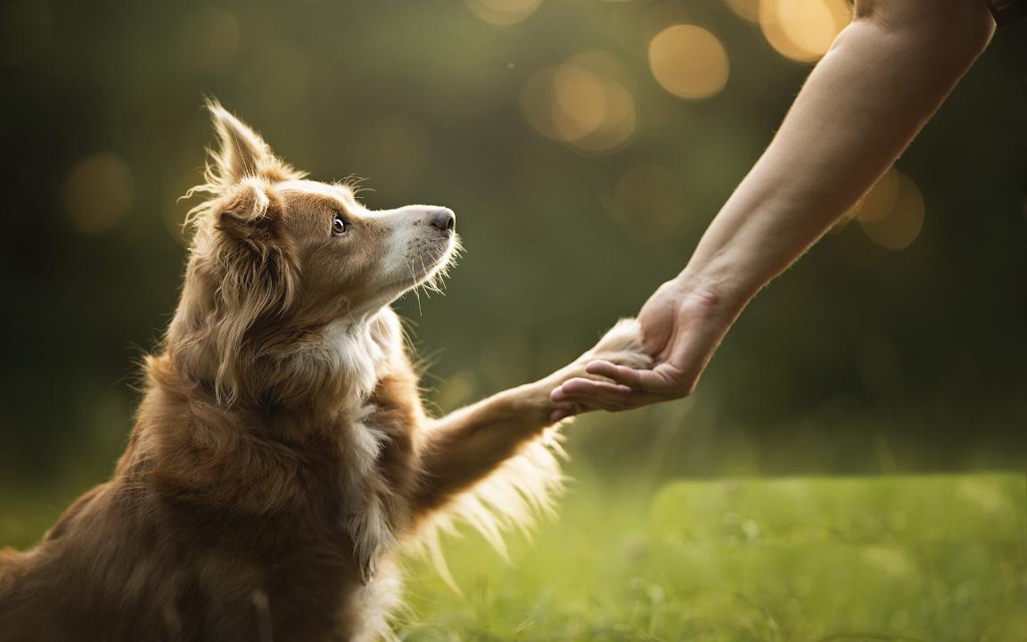 Сенат резонанс тудырған жануарларға қатысты заңды Мәжіліске қайтарды