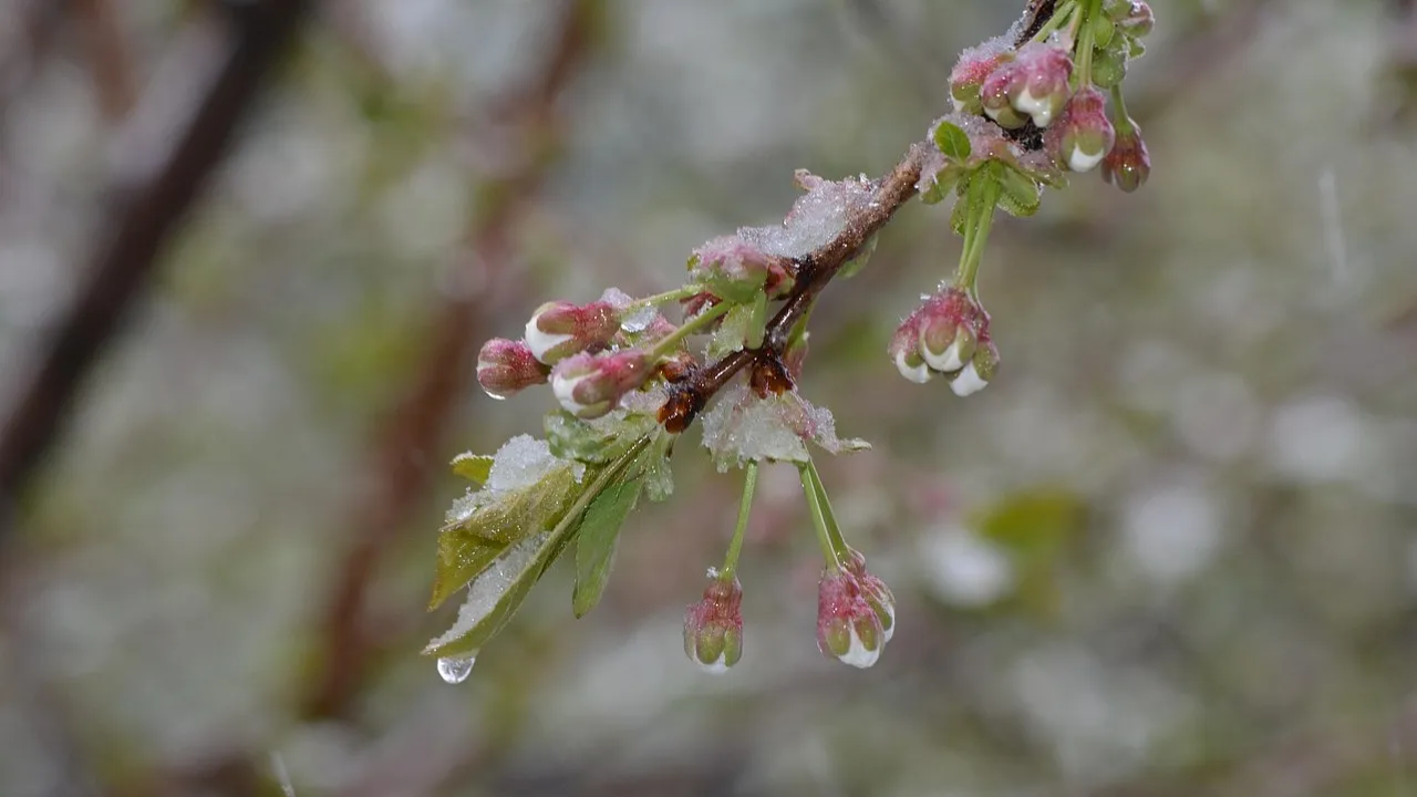 Жел күшейіп, үсік жүреді: 12 мамырға арналған ауа райы болжамы