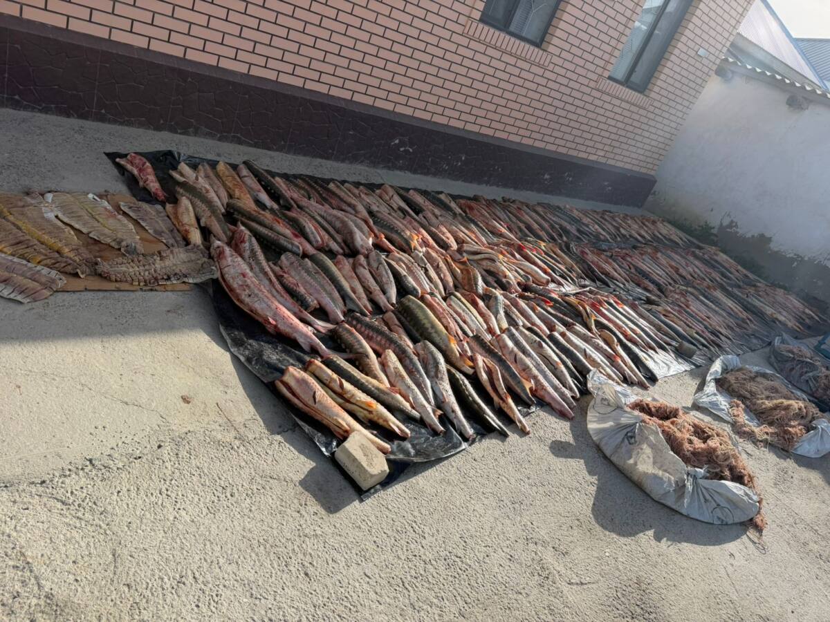 Атырауда заңсыз айналымнан 4 тоннадан астам балық өнімі тәркіленді