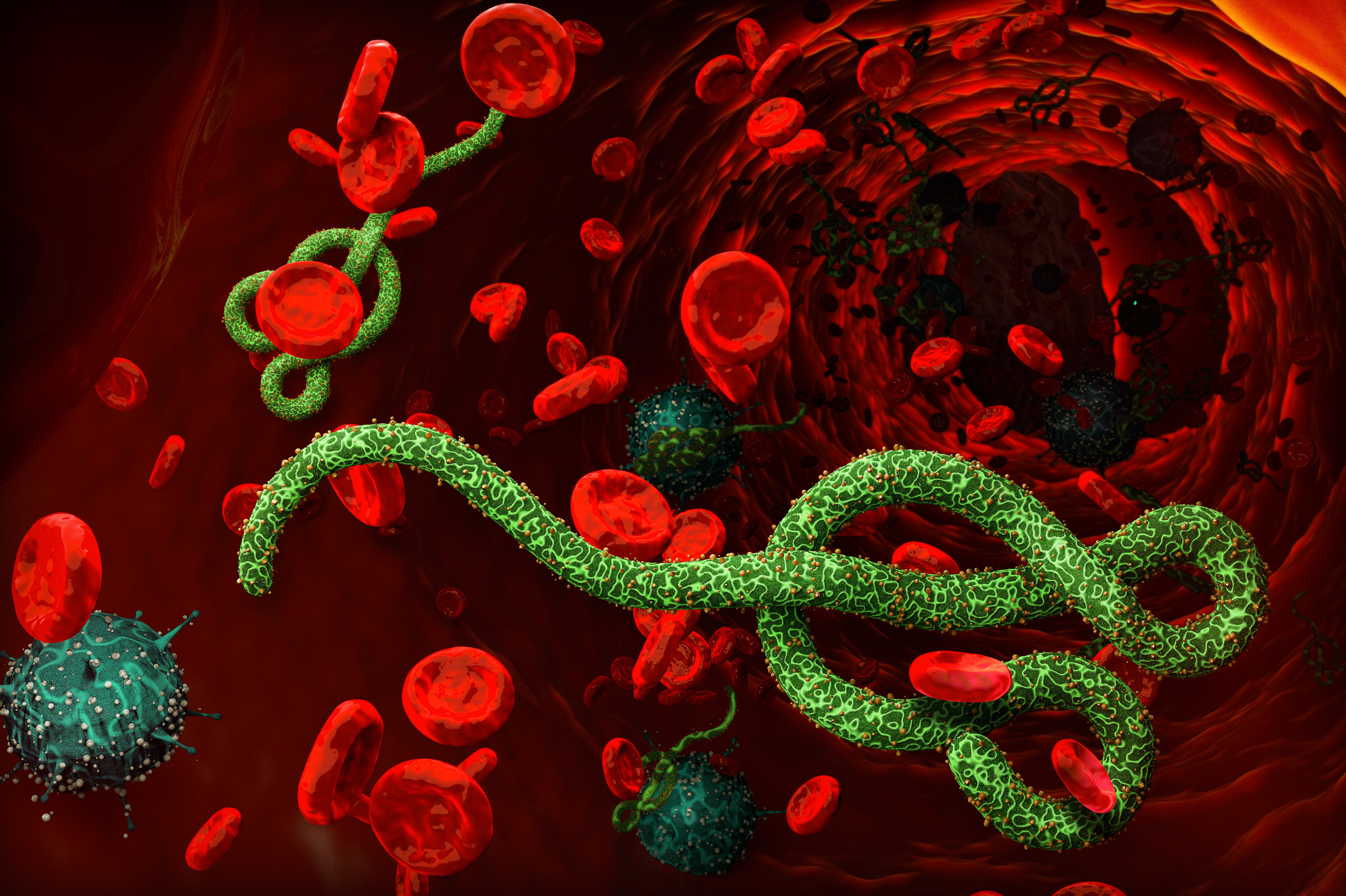 Эбола вирусына қарсы вакцина дайындалып жатыр