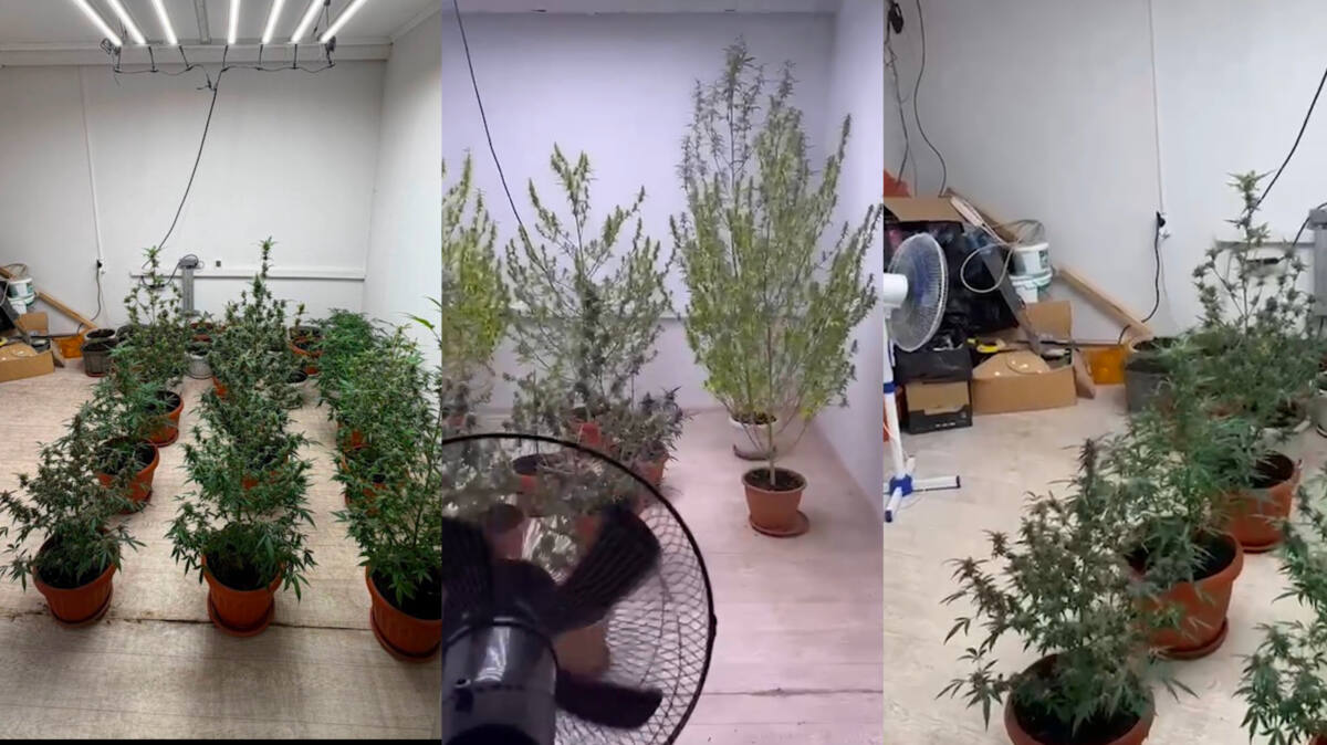Жертөледегі жасырын жылыжай: Алматыда ондаған түп қарасора тәркіленді